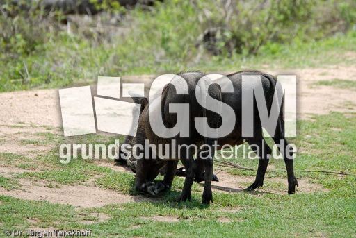 Warzenschwein (1 von 26).jpg